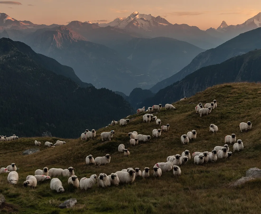 Gutschein Header